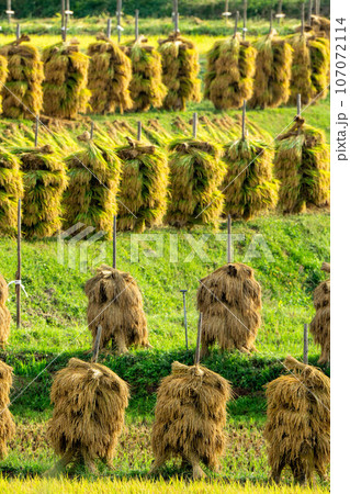 稲杭に干された稲 107072114