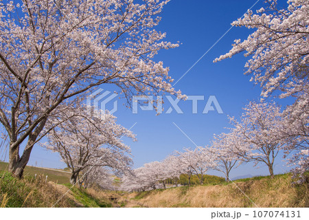 【春の背景素材】満開の桜 107074131