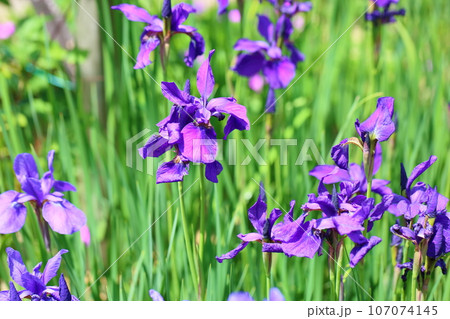アヤメの花　ブルーパープル 107074145
