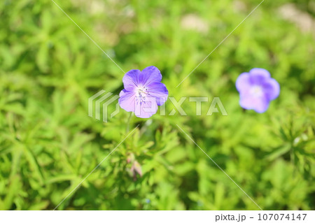 ゲラニュウムの花 ブルックサイド ゲラニュウムの花 ブルックサイド 107074147