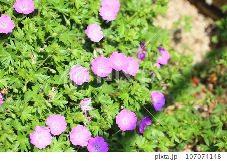 ゲラニュウムの花　ストリアタム 107074148
