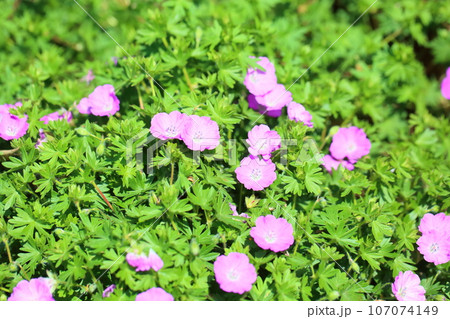 ゲラニュウムの花　ストリアタム 107074149