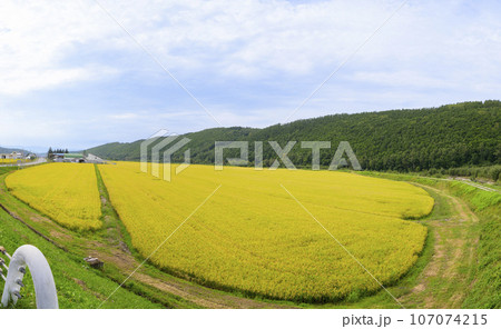 北海道の稲作 収穫前の田んぼの様子 107074215
