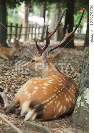 角の立派な牡鹿の写真素材 [107074750] - PIXTA