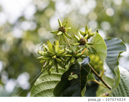 実を付けたカンレンボク 107074834