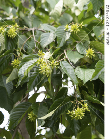実を付けたカンレンボク 実を付けたカンレンボク 107074882