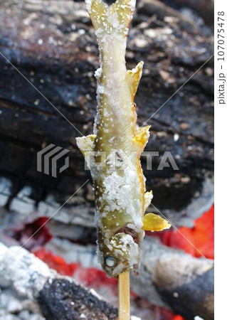 キャンプ 焼き魚 キャンプ 焼き魚 107075478