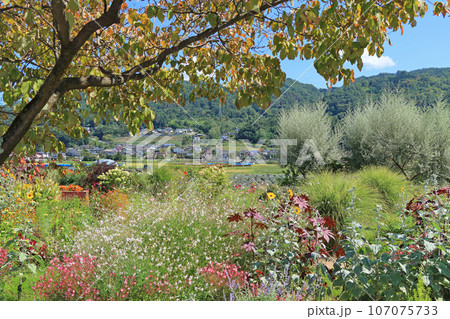 池田町ハーブステーション 花とハーブのガーデン 池田町ハーブステーション 花とハーブのガーデン 107075733