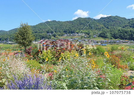 池田町ハーブステーション 花とハーブのガーデン 池田町ハーブステーション 花とハーブのガーデン 107075738
