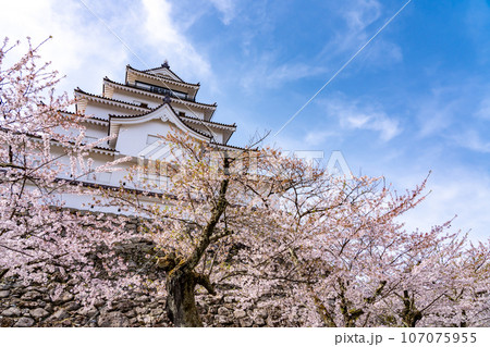 福島県会津若松市 桜咲く春の会津若松城の天守閣と石垣 福島県会津若松市 桜咲く春の会津若松城の天守閣と石垣 107075955