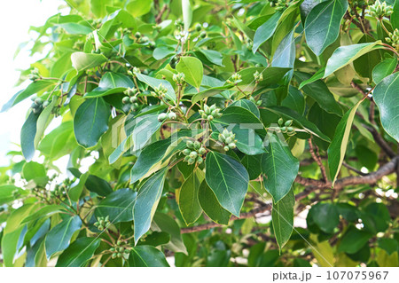 薄緑色のカクレミノの実(秋、九月) 薄緑色のカクレミノの実(秋、九月) 107075967