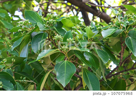 薄緑色のカクレミノの実（秋、九月） 107075968