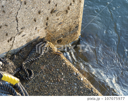 港の壁面に付くフナムシ 港の壁面に付くフナムシ 107075977