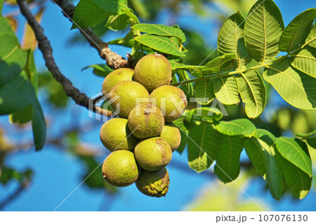 大きくなったクルミの実（秋、九月） 107076130