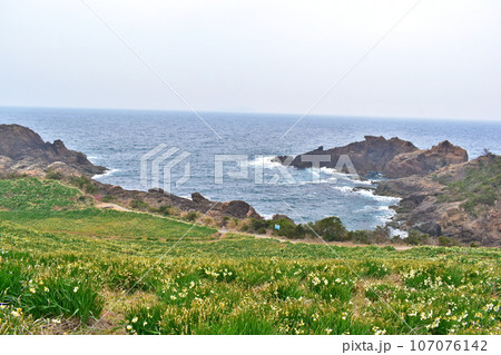 唐音水仙公園 島根 水仙 唐音水仙公園 島根 水仙 107076142