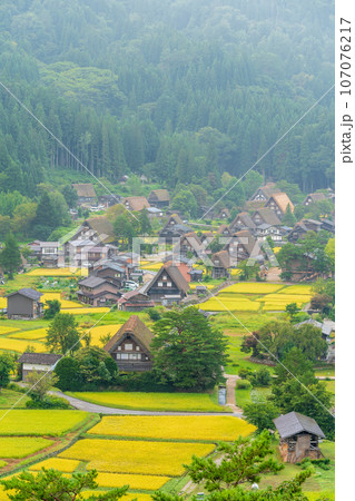 「岐阜県」展望台から望む白川郷の全景　実りの秋 107076217