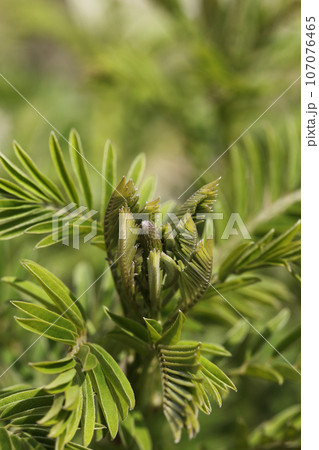 クララの花芽 107076465