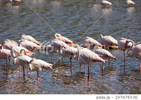Large flock of giant flamingos is located in quiet calm lake Large flock of giant flamingos is located in quiet calm lake 107076536