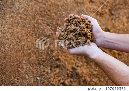 Brewer's feed in hands Brewer's feed in hands 107076576