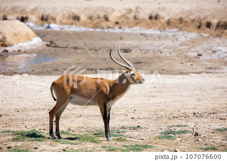 Cobe lechwe, species of antelope Cobe lechwe, species of antelope 107076600