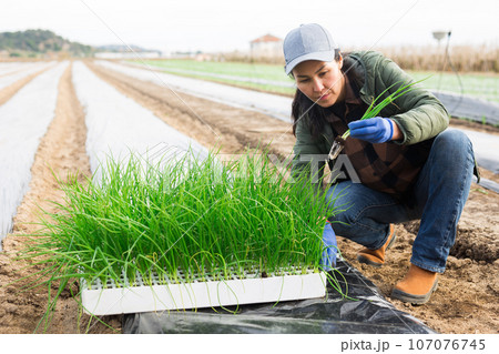 Woman planting scallion on vegetable field Woman planting scallion on vegetable field 107076745