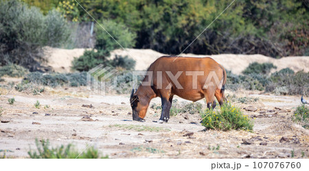 African forest buffalo grazing in pasture on sunny day African forest buffalo grazing in pasture on sunny day 107076760
