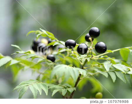 オオバゲッキツ 107076986