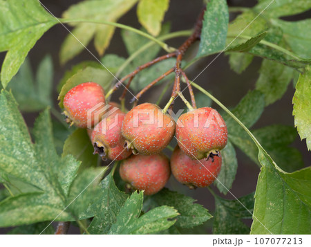 オオミサンザシ オオミサンザシ 107077213