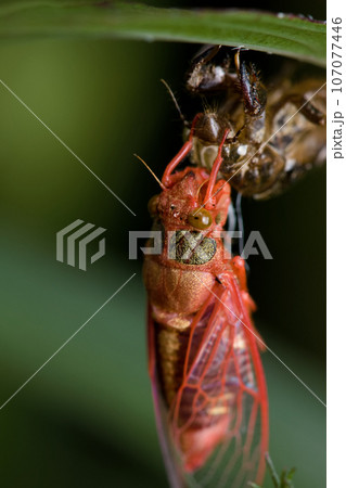 蝉 セミ せみ 107077446