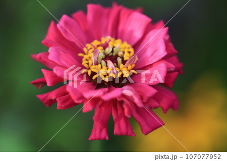 ジニア　0112 107077952