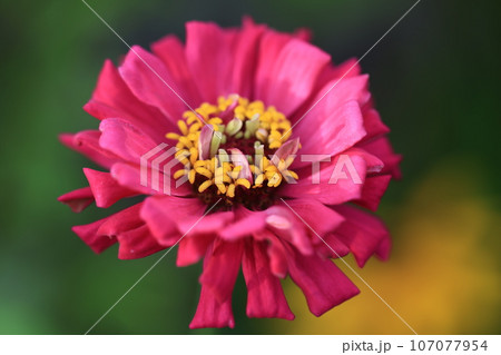 ジニア 0114 ジニア 0114 107077954