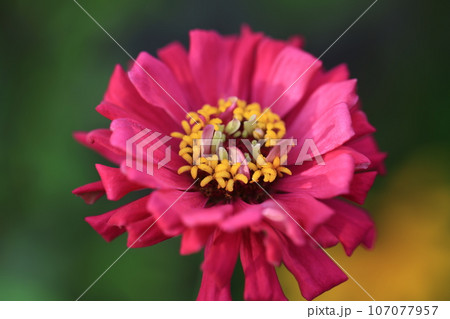 ジニア 0117 ジニア 0117 107077957