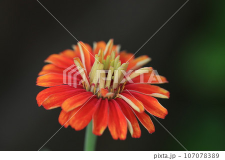 ジニア 0137 ジニア 0137 107078389