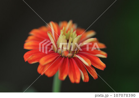 ジニア 0138 ジニア 0138 107078390