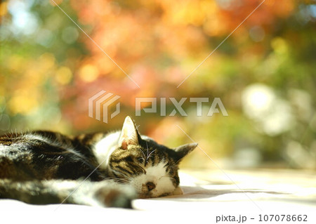 紅葉を背景にまどろむキジ猫 紅葉を背景にまどろむキジ猫 107078662