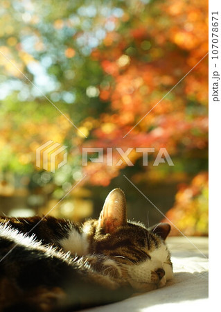 紅葉を背景にまどろむキジ猫 107078671