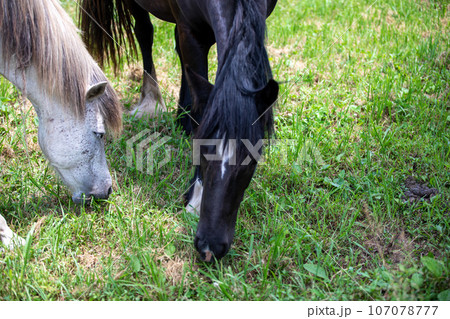This is a view of horses eating grass at Isidol Ranch on Jeju Island, South Korea. 107078777