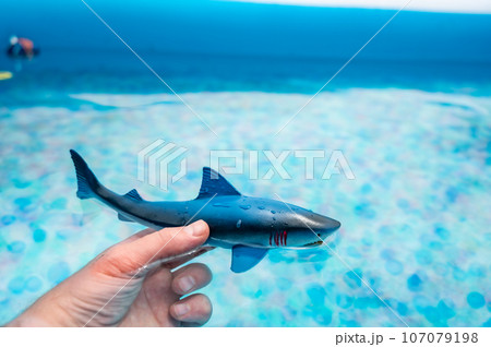 Great white shark plastic toy on the surface of a swimming pool 107079198
