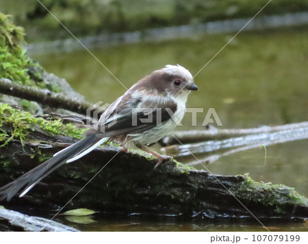 シマエナガの幼鳥 107079199