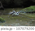 シマエナガの幼鳥 107079200