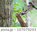 シマエナガの幼鳥 107079203