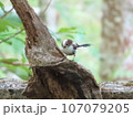 シマエナガの幼鳥 107079205