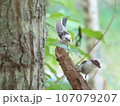 シマエナガの幼鳥 107079207