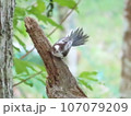 シマエナガの幼鳥 107079209