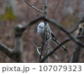 シマエナガは見た 107079323