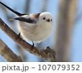 シマエナガ 107079352