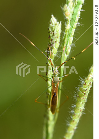 カメムシ かめむし 亀虫 107079359