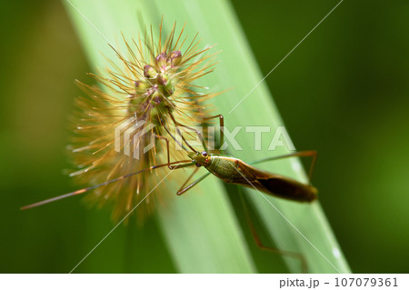 カメムシ かめむし 亀虫 107079361
