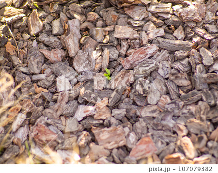 Texture of a pine bark mulch used for horticulture for preventing weed growth Texture of a pine bark mulch used for horticulture for preventing weed growth 107079382