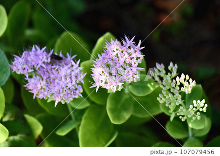 オオベンケイソウ（大弁慶草） 107079456